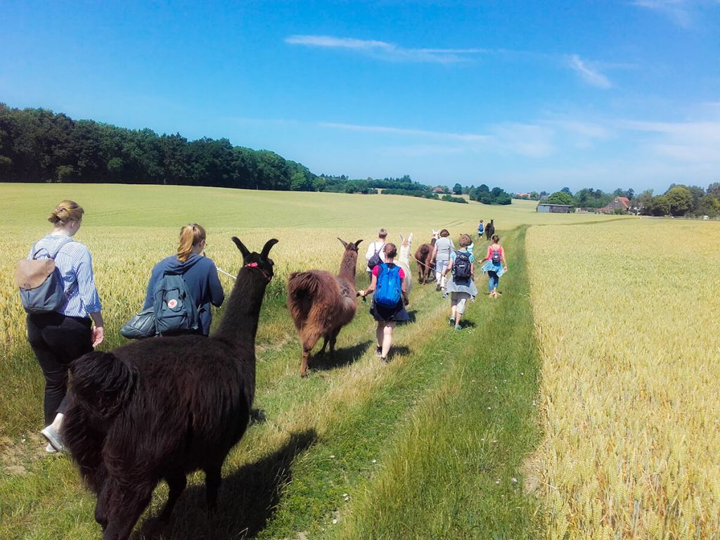 Die Lama Karawane in Sch nwalde am Bungsberg